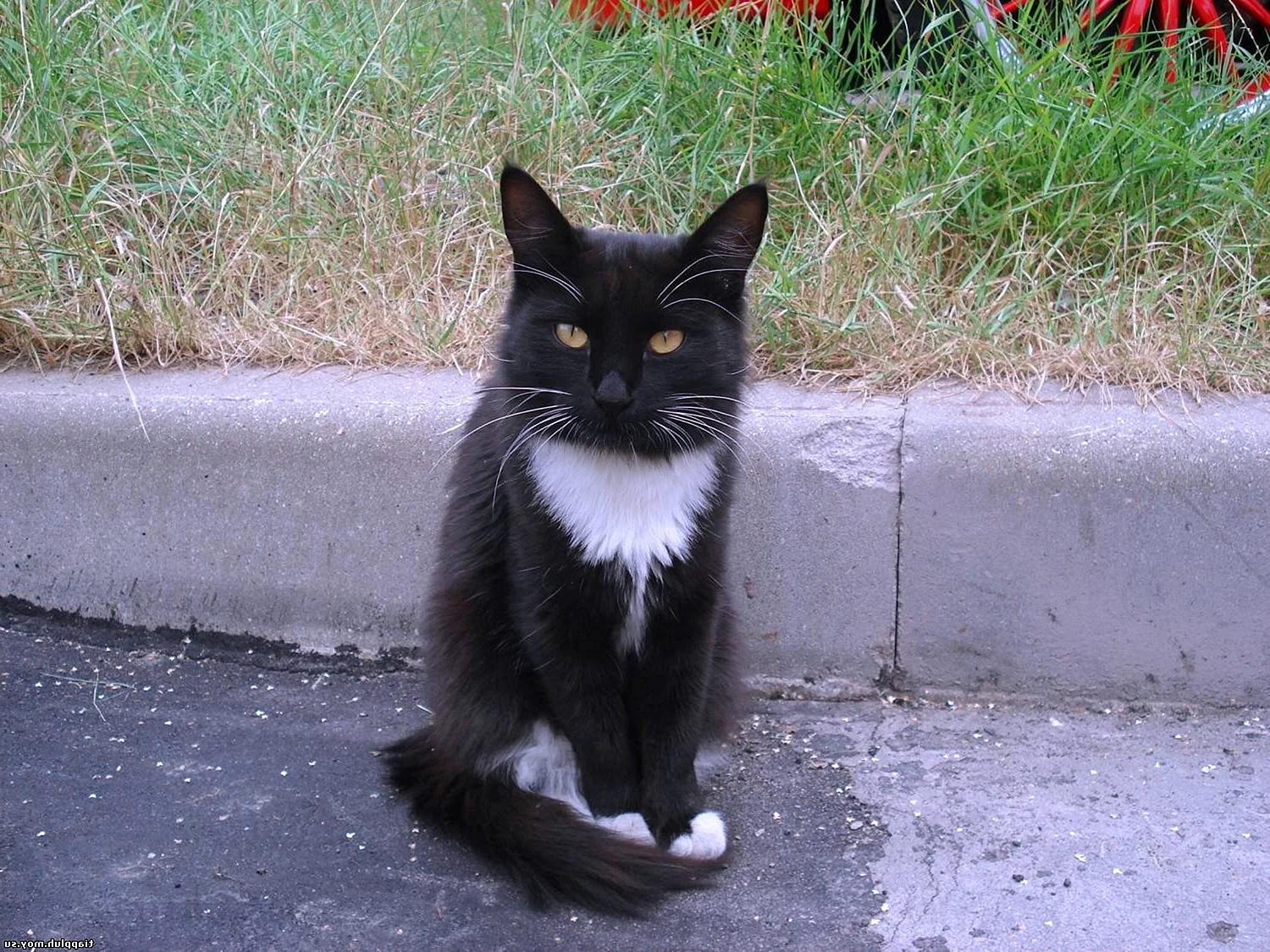 Чёрный кот с белой грудкой