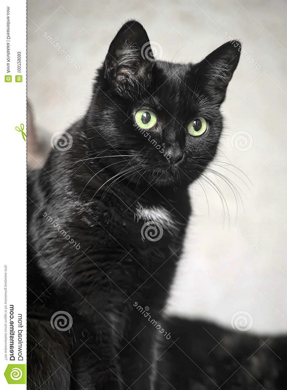 Чёрный кот с белым галстуком