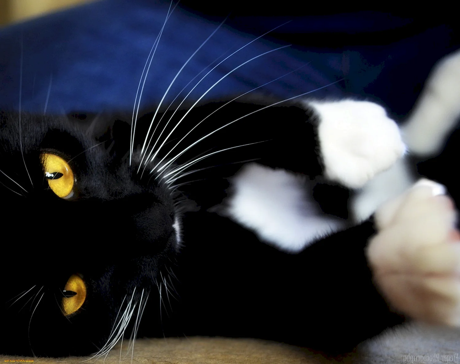 Черный кот с белыми лапками