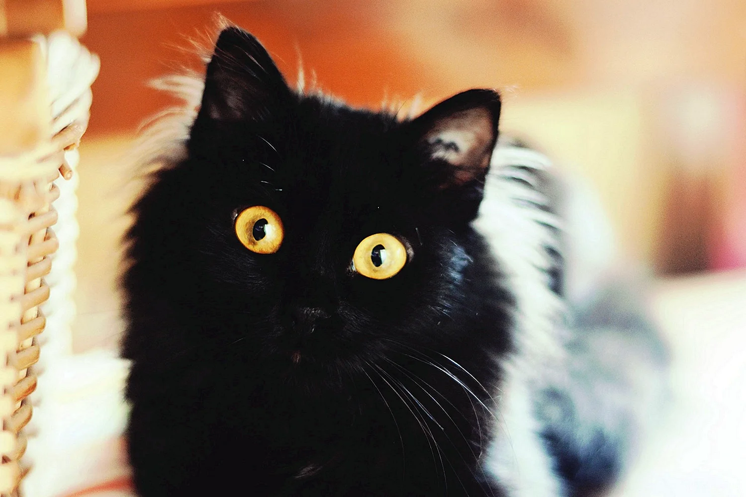 Чёрный кот с большими глазами