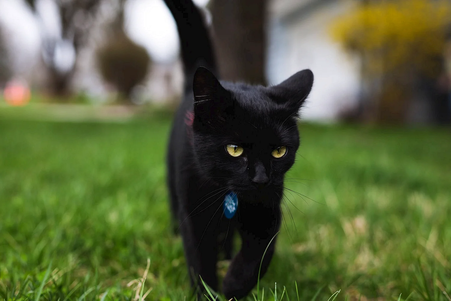 Черный кот с гетерохромией