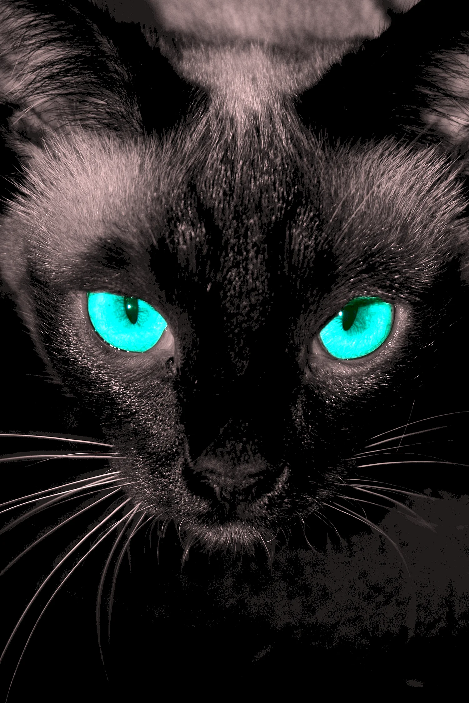 Черный кот с голубыми глазами