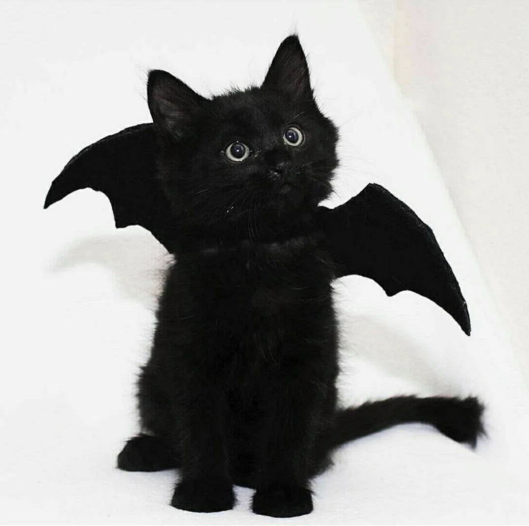 Черный кот с крыльями