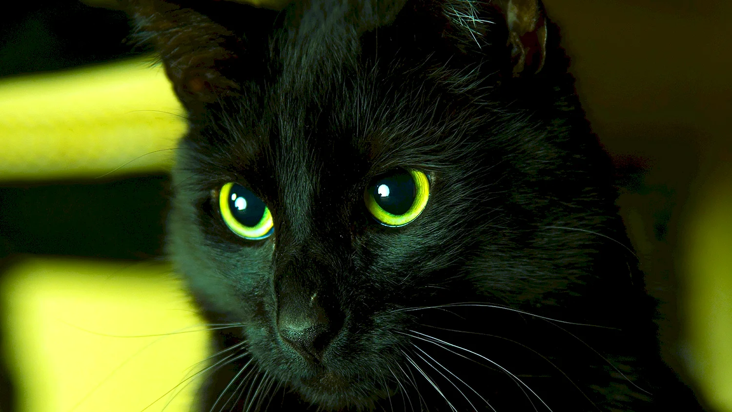 Чёрный кот с зелёными глазами и трёх глазый