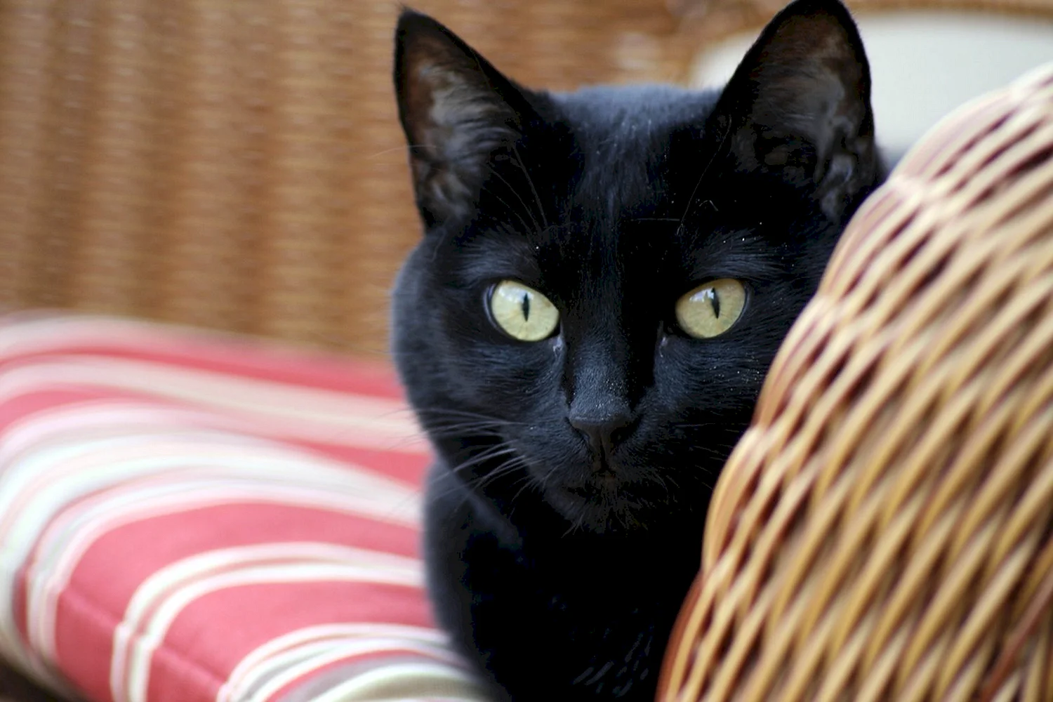 Чёрный кот с жёлтыми глазами короткошерстный