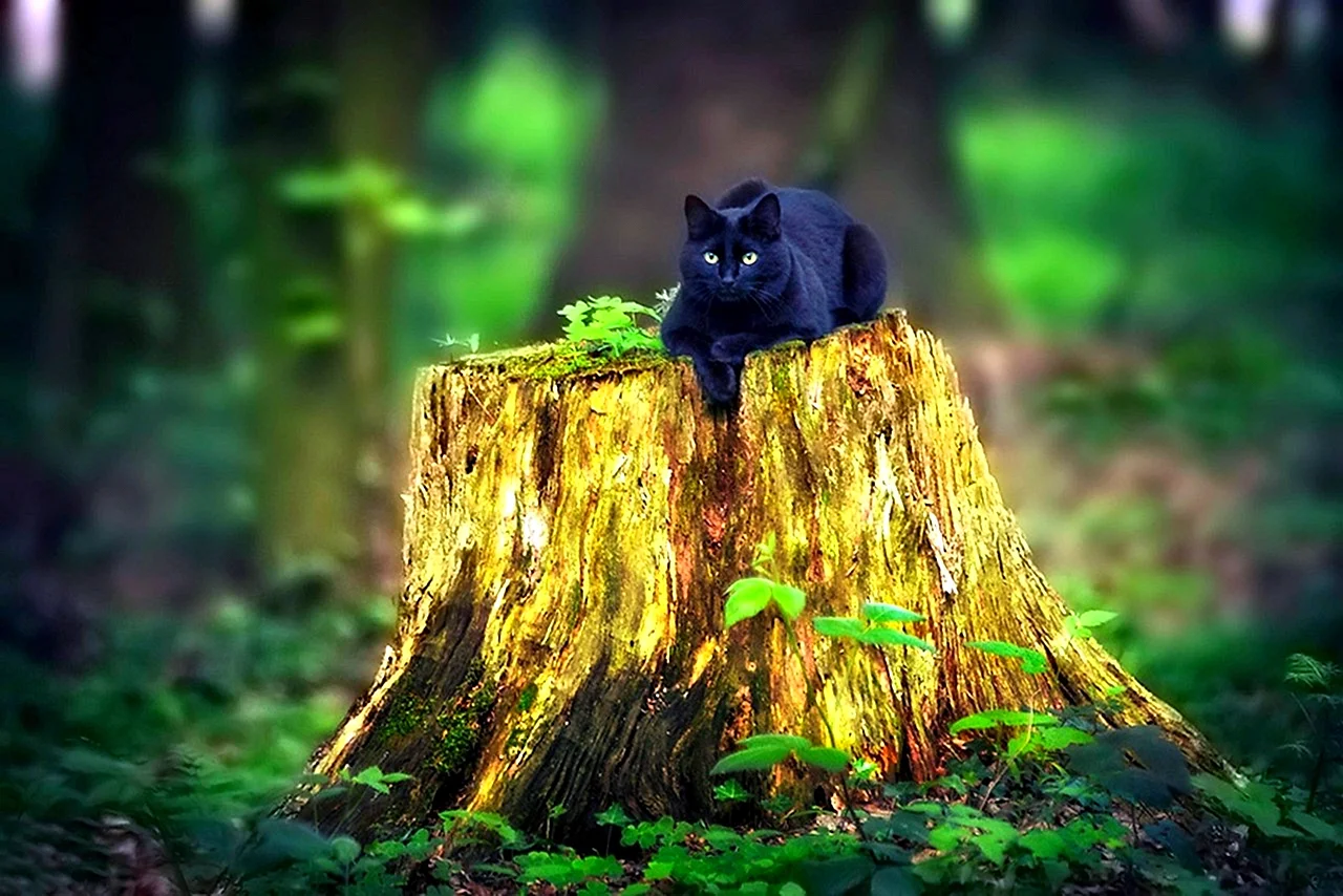 Черный кот в лесу