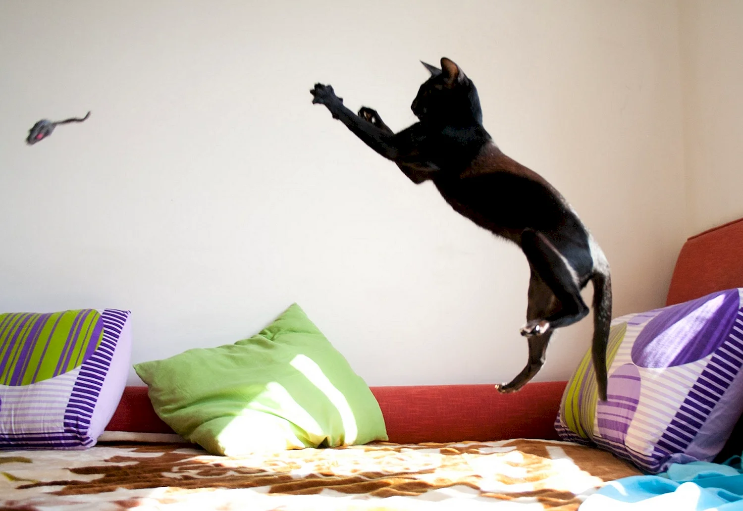 Черный кот в прыжке