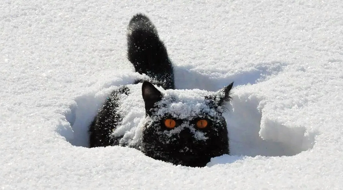 Черный кот в сугробе