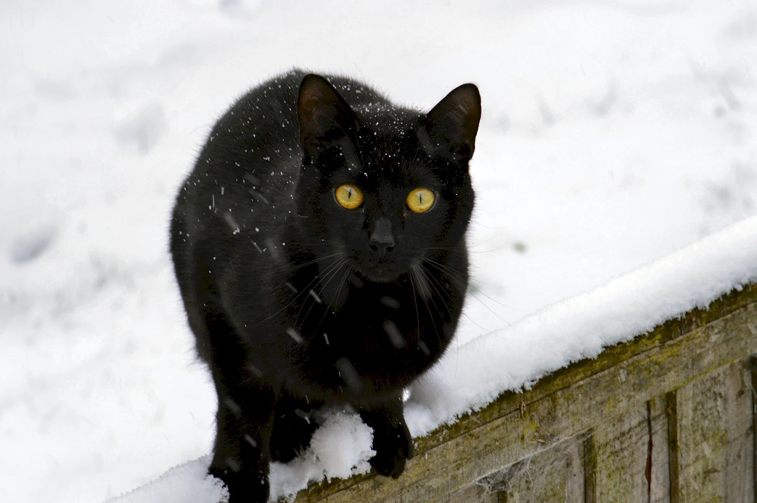 Черный кот зимой