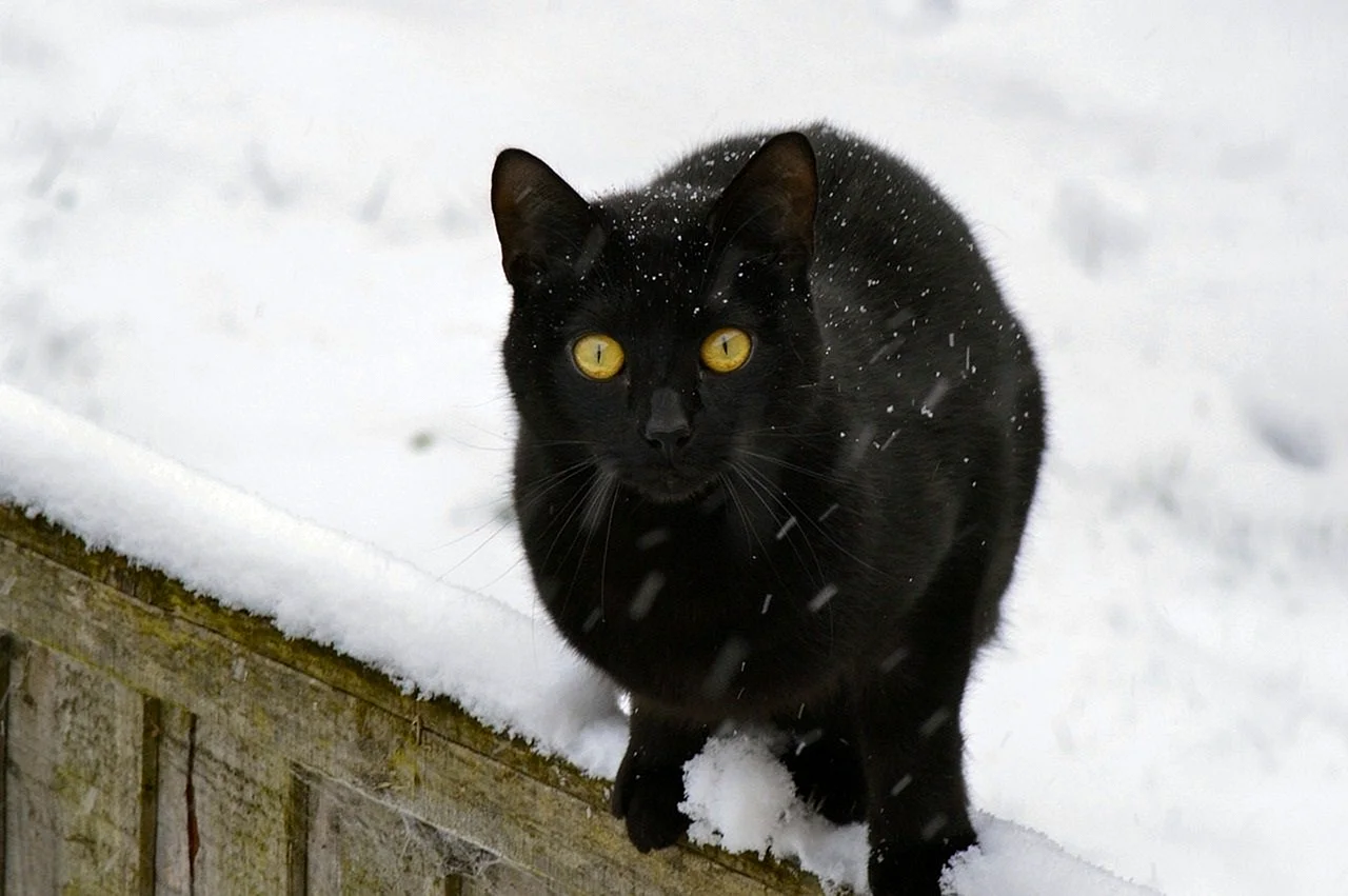 Черный кот зимой