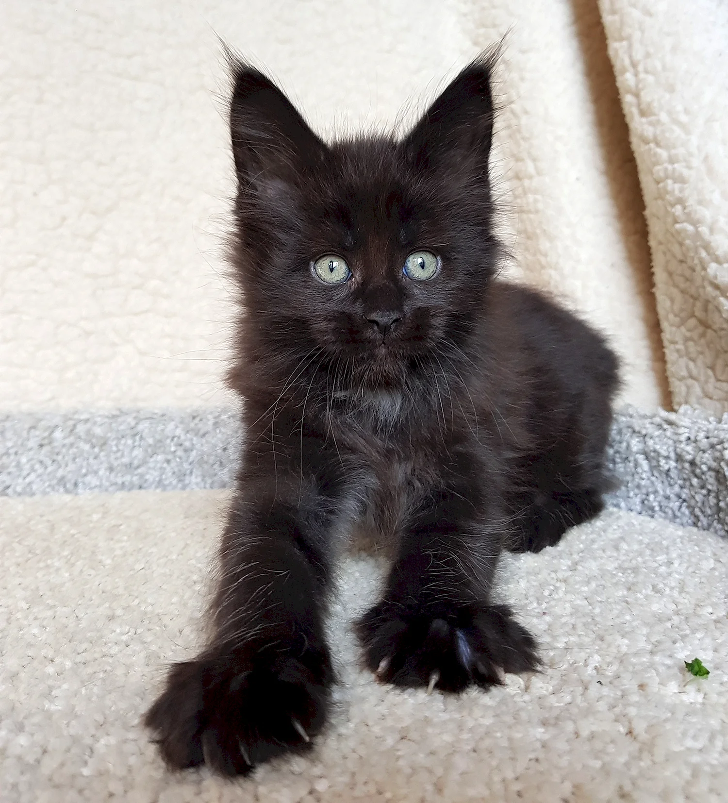 Черный котенок Мейн куна