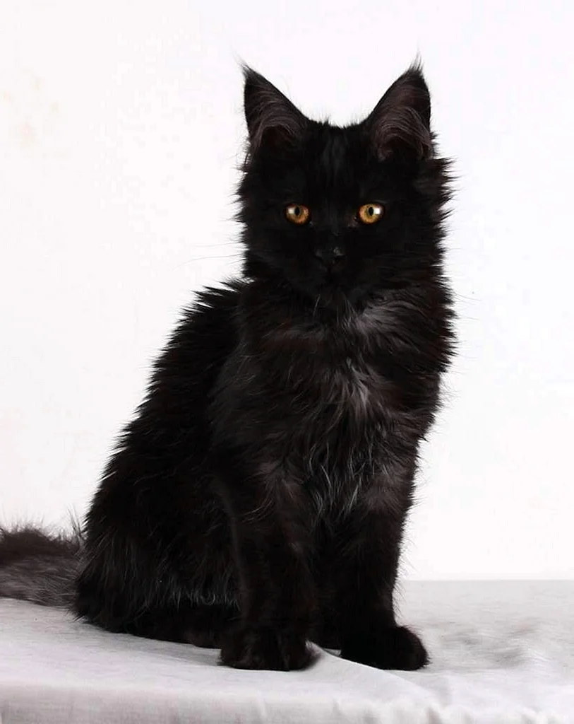 Черный котенок Мейн куна
