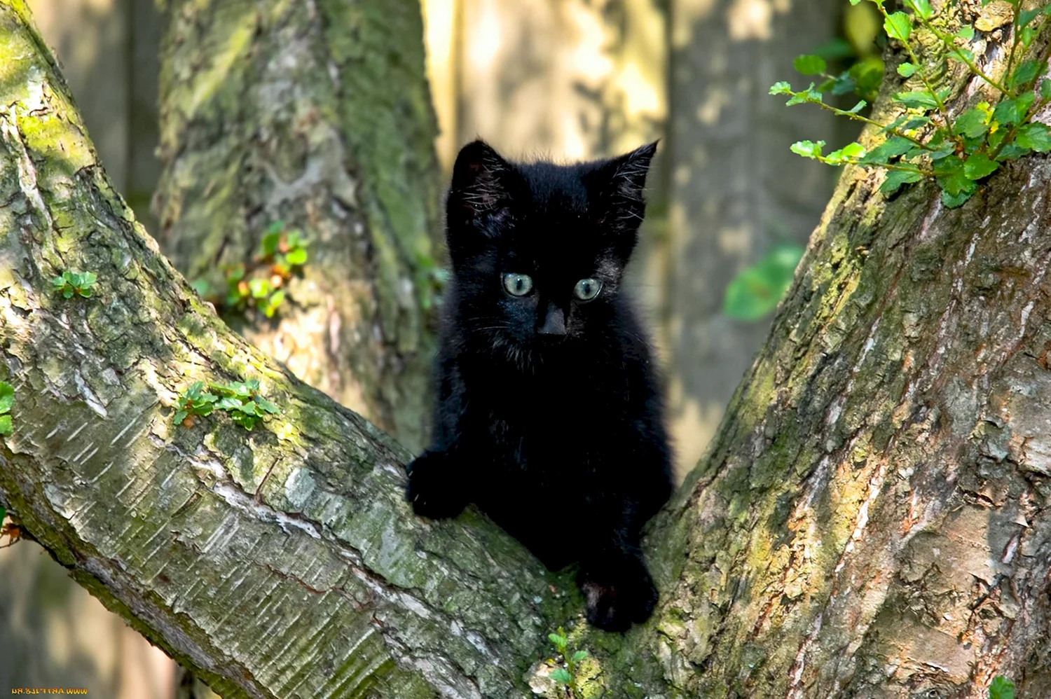 Черный котенок на дереве