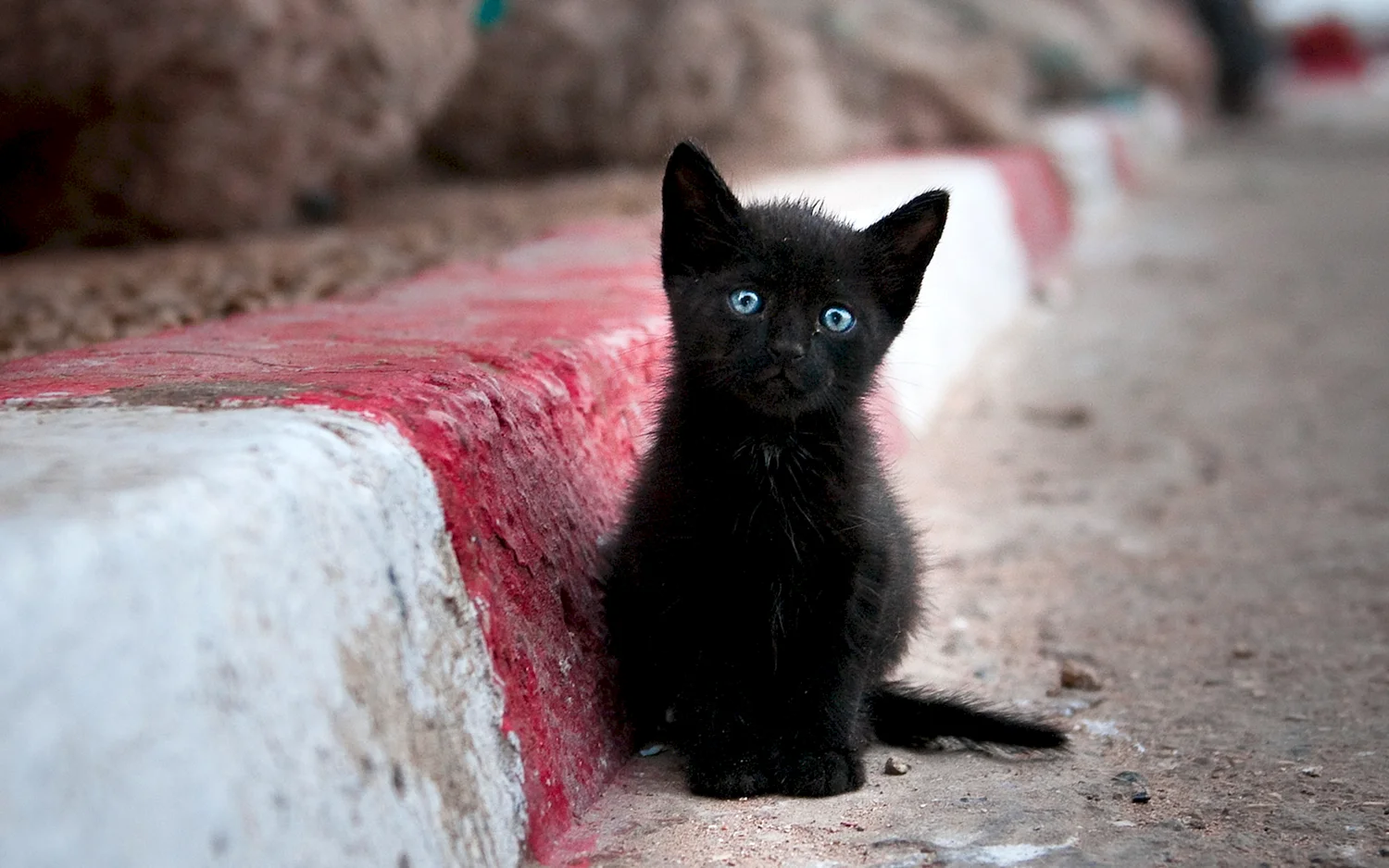 Черный котенок на улице