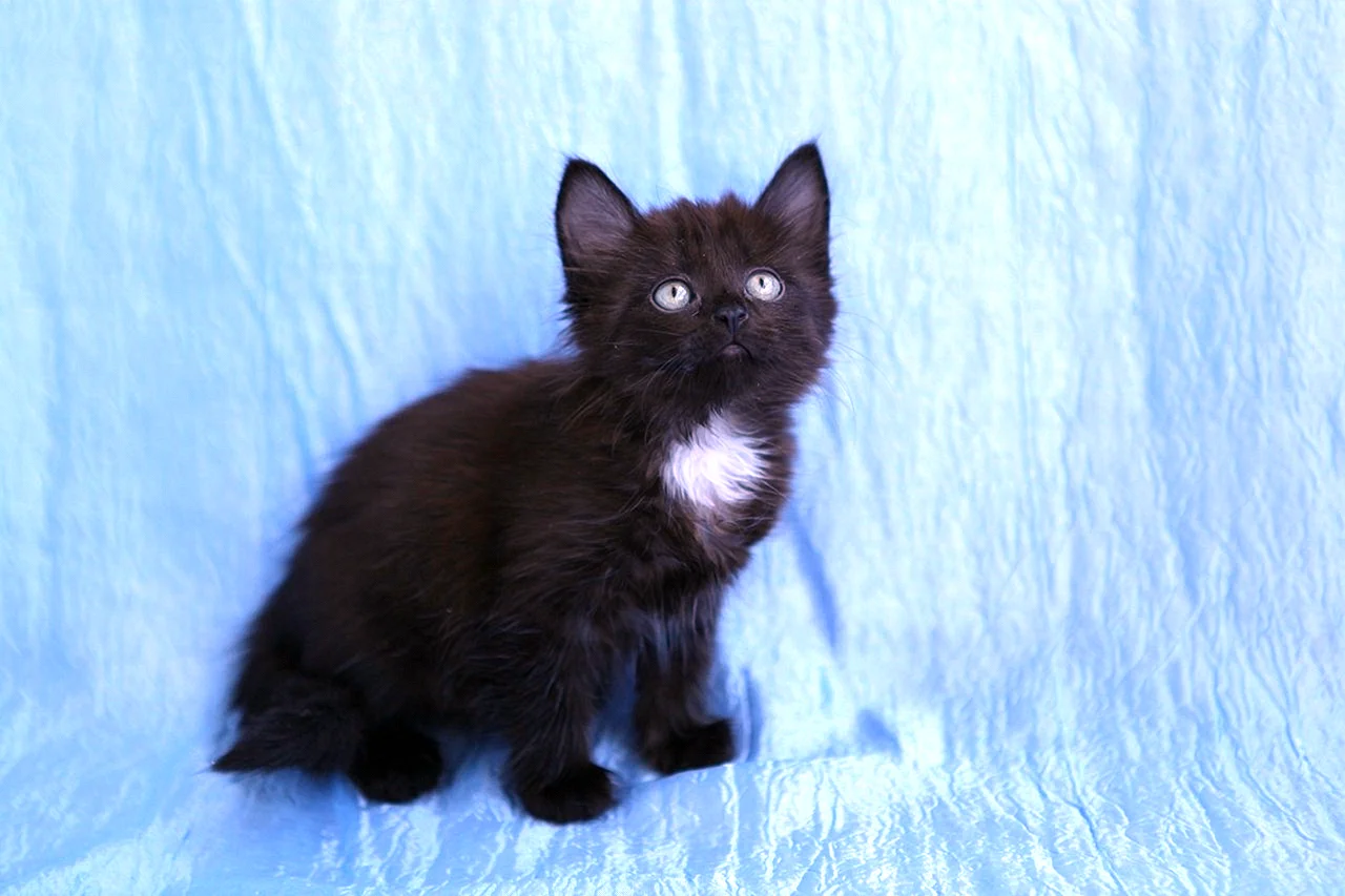 Черный котенок с белой грудкой