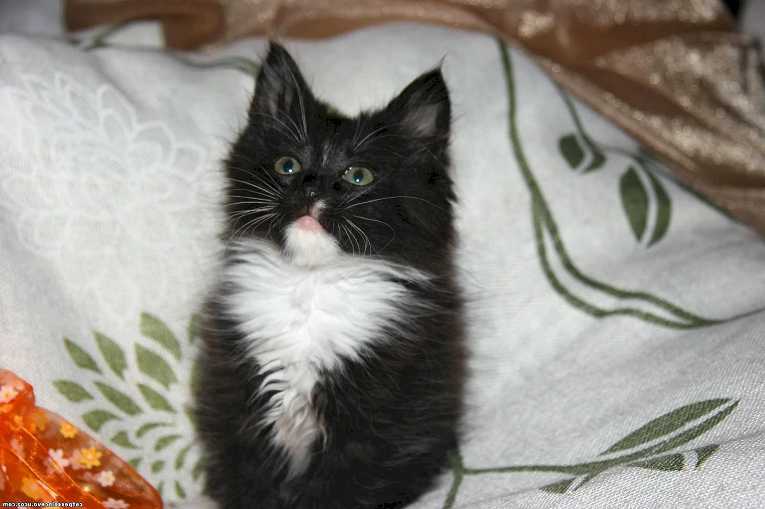 Черный котенок с белыми лапками