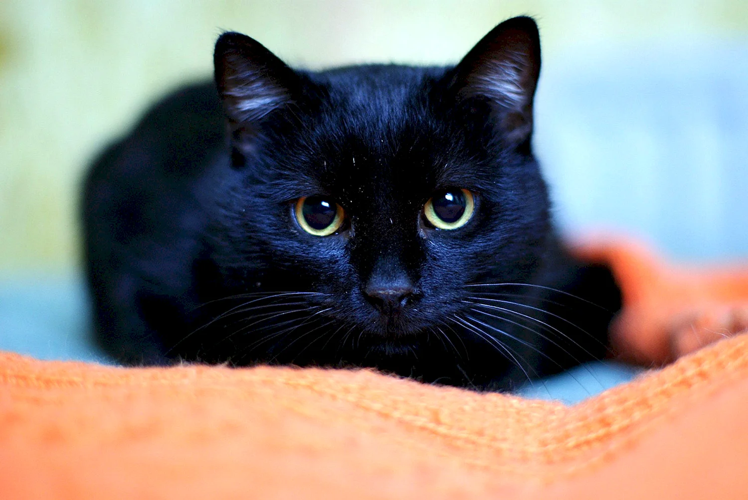 Чёрный котёнок с голубыми глазами
