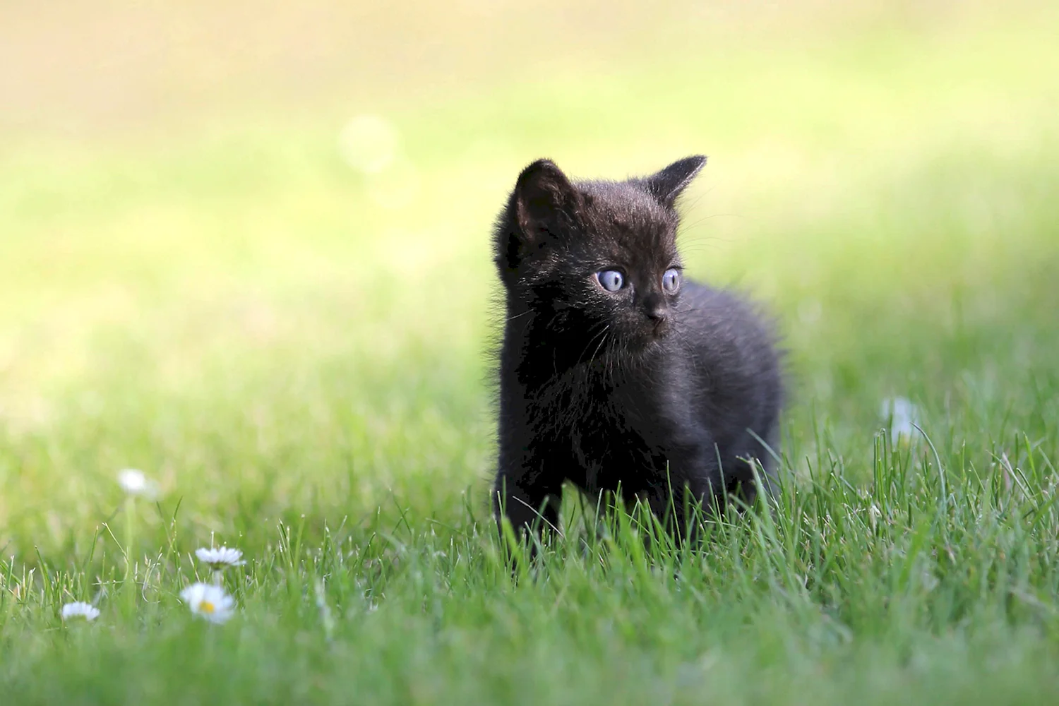 Чёрный котёнок с голубыми глазами