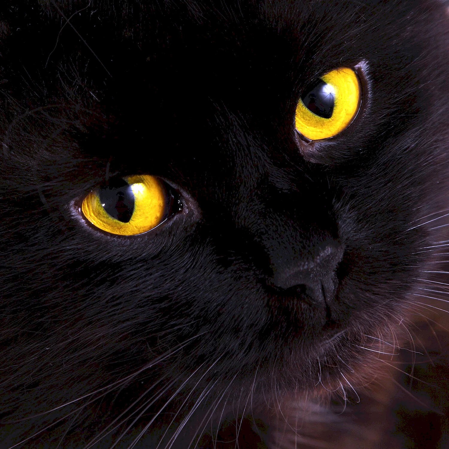 Чёрный котёнок с жёлтыми глазами