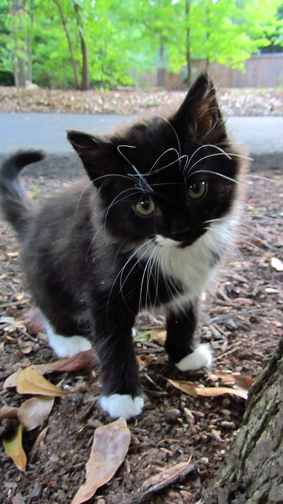 Черный котик с белыми лапками