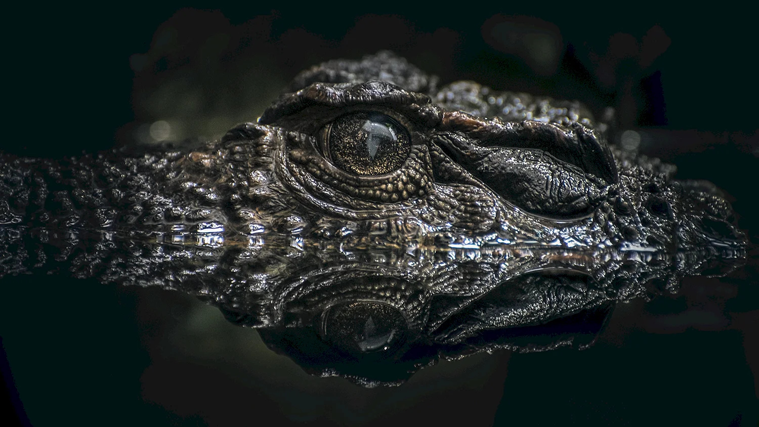 Черный крокодил