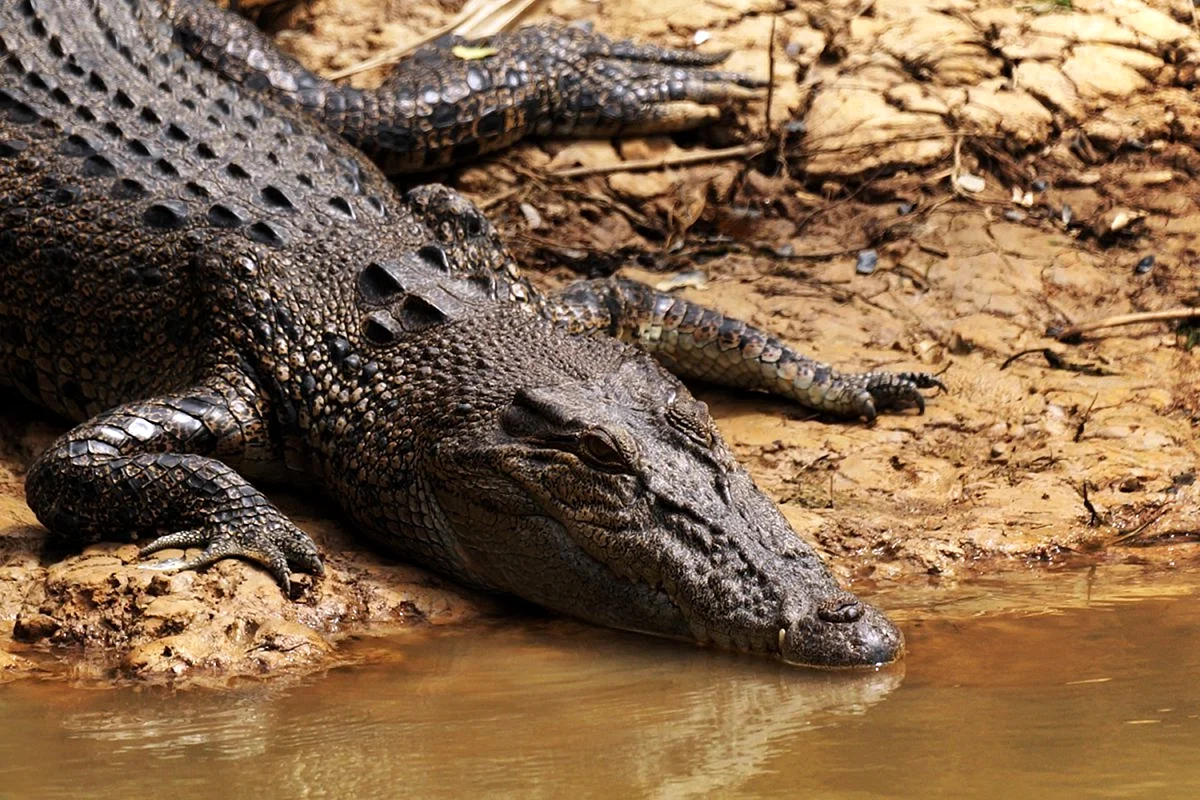 Чёрный крокодил гребнистый