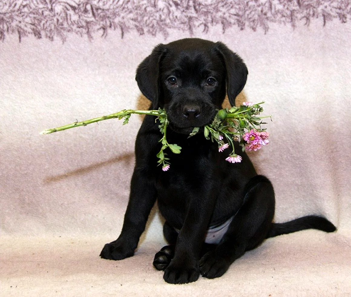 Черный лабрадор щенок 4 месяца