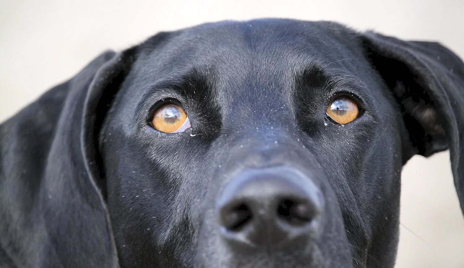 Чёрный лабрадор щенок с голубыми глазами