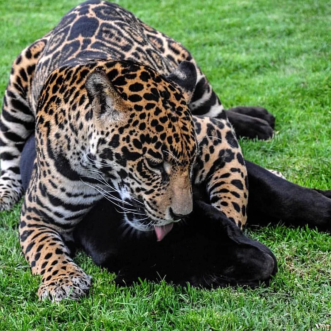 Черный леопард и черный Ягуар