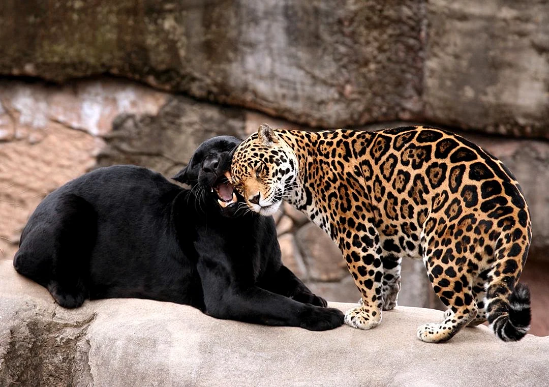 Черный леопард и черный Ягуар
