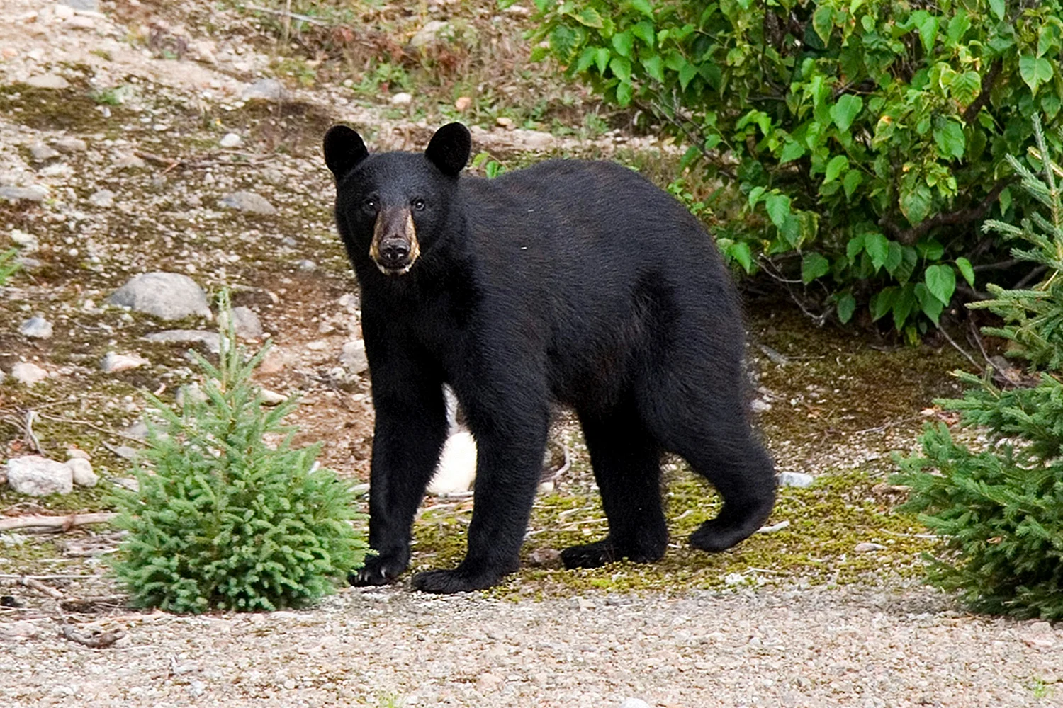 Чёрный медведь из Северной Америки