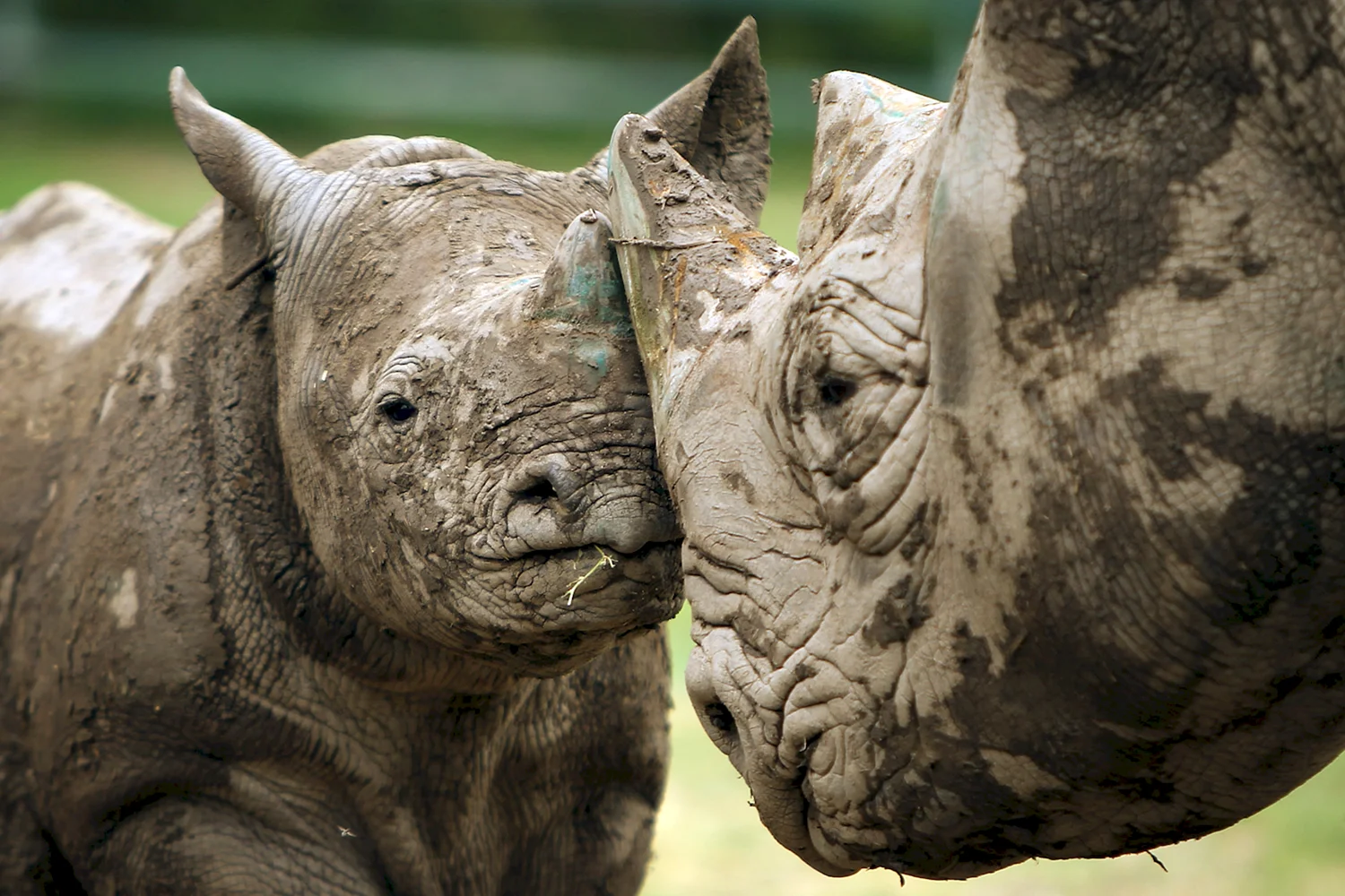 Черный носорог вымирание
