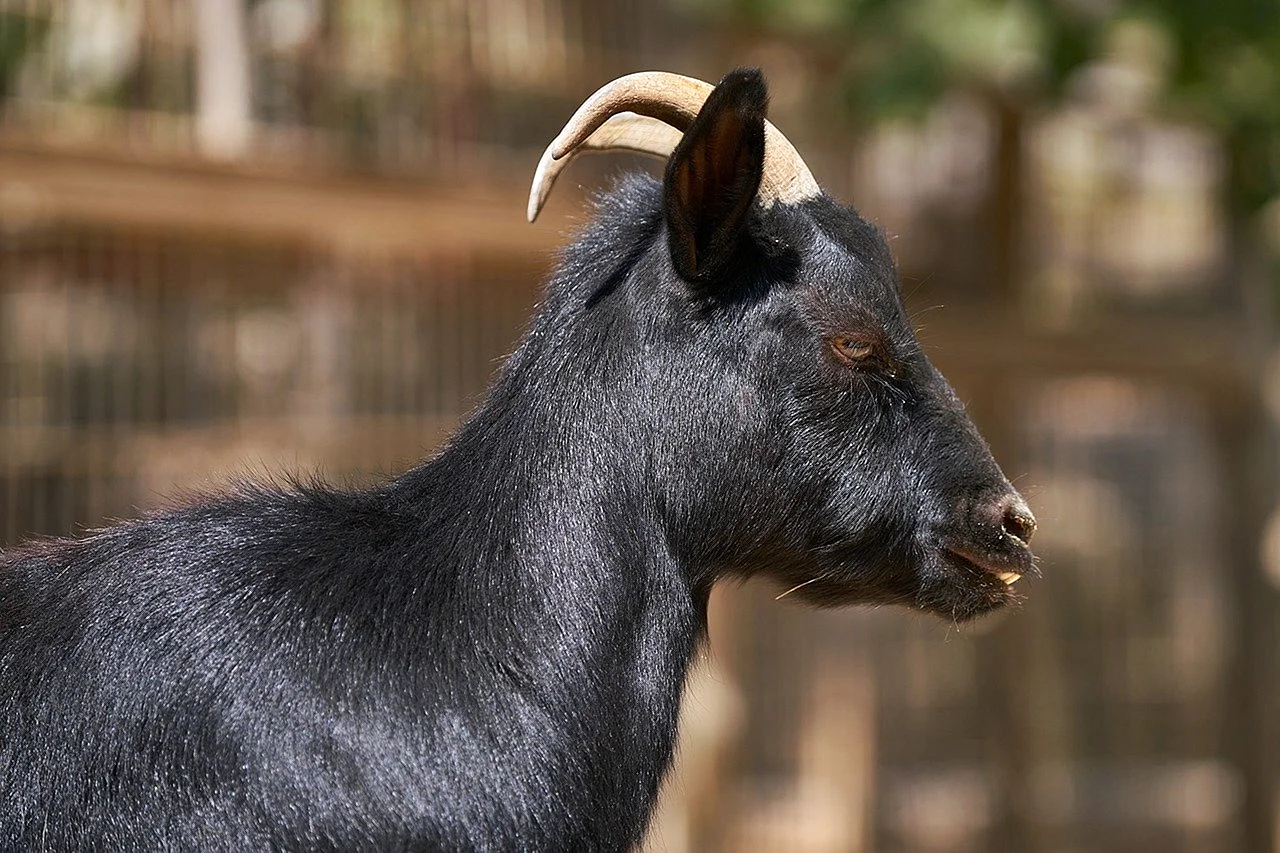Черный нубийский козел