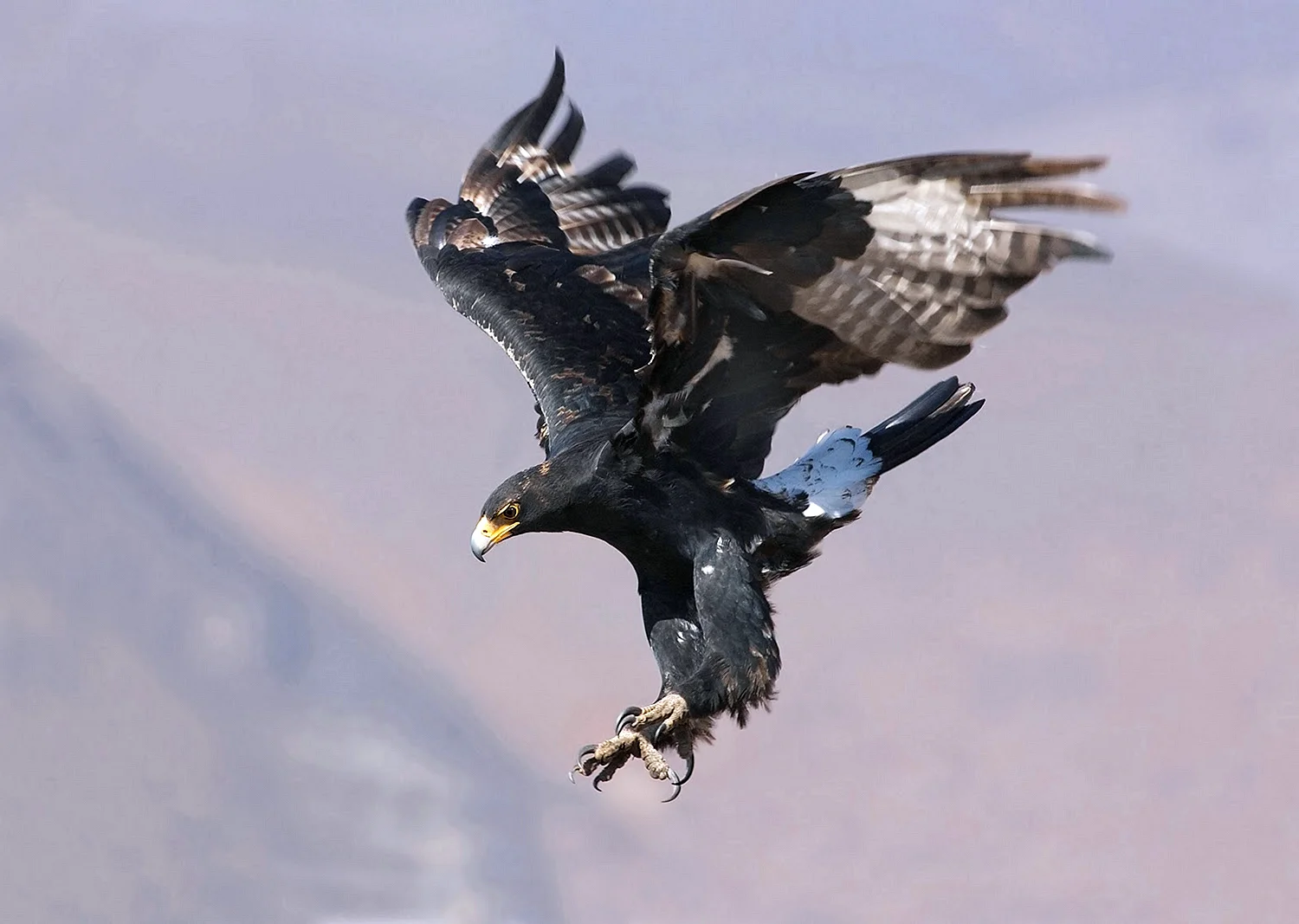 Чёрный орёл Орел