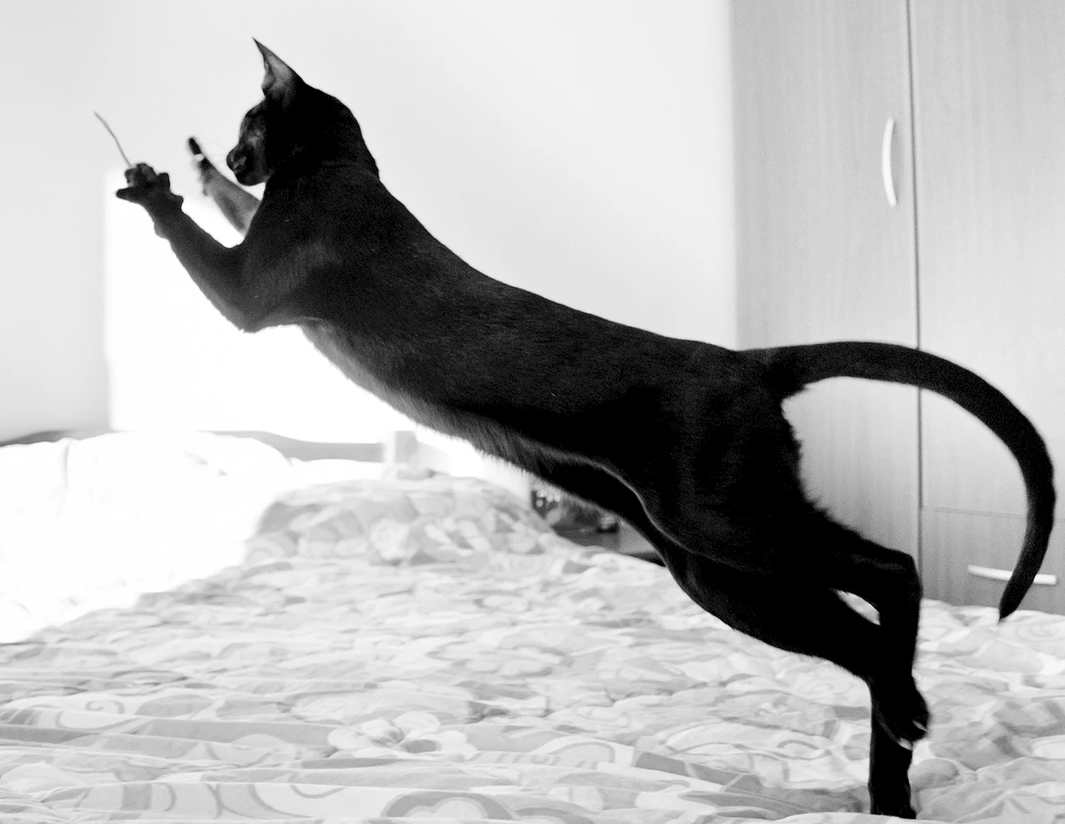 Черный ориентальный когти кот