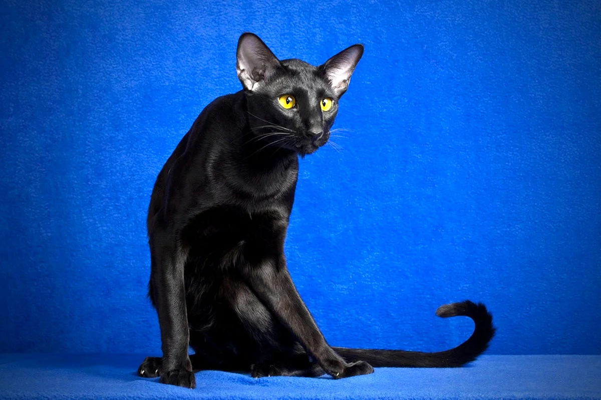 Черный ориентальный кот