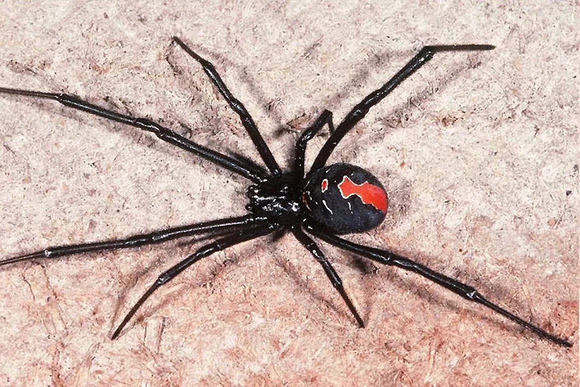 Черный паук с красным крестом на спине