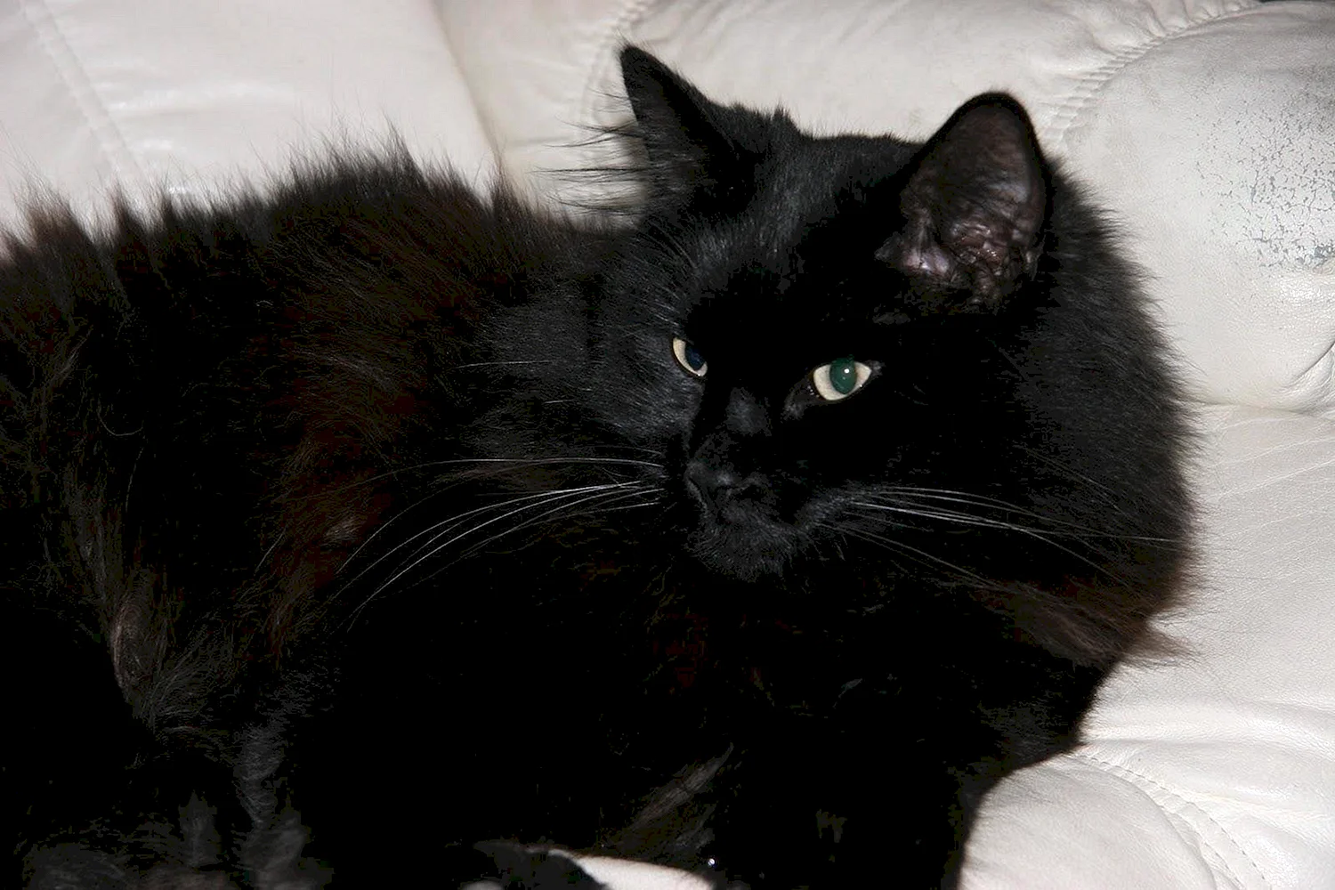 Черный пушистый кот беспородный