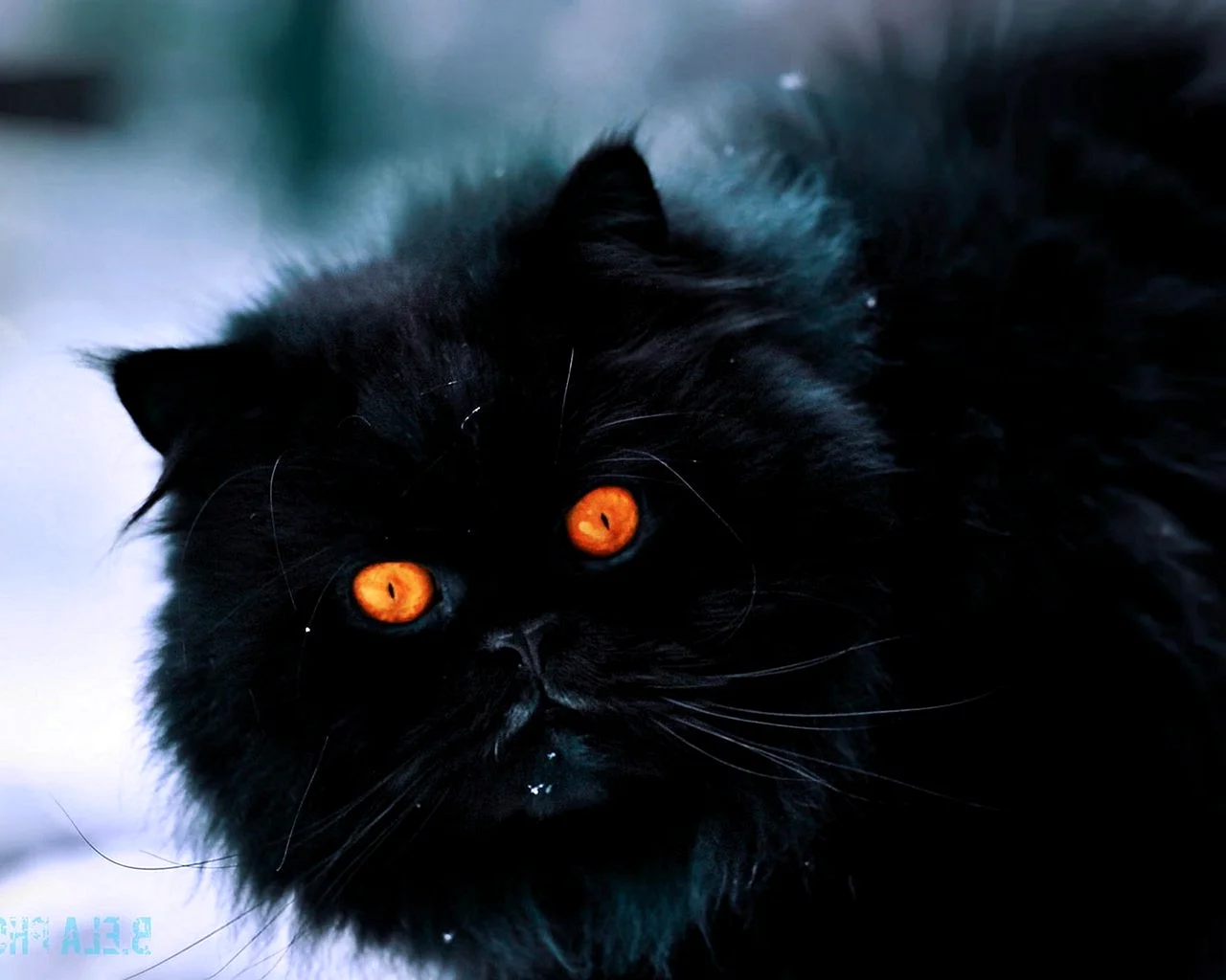 Черный пушистый кот с желтыми глазами