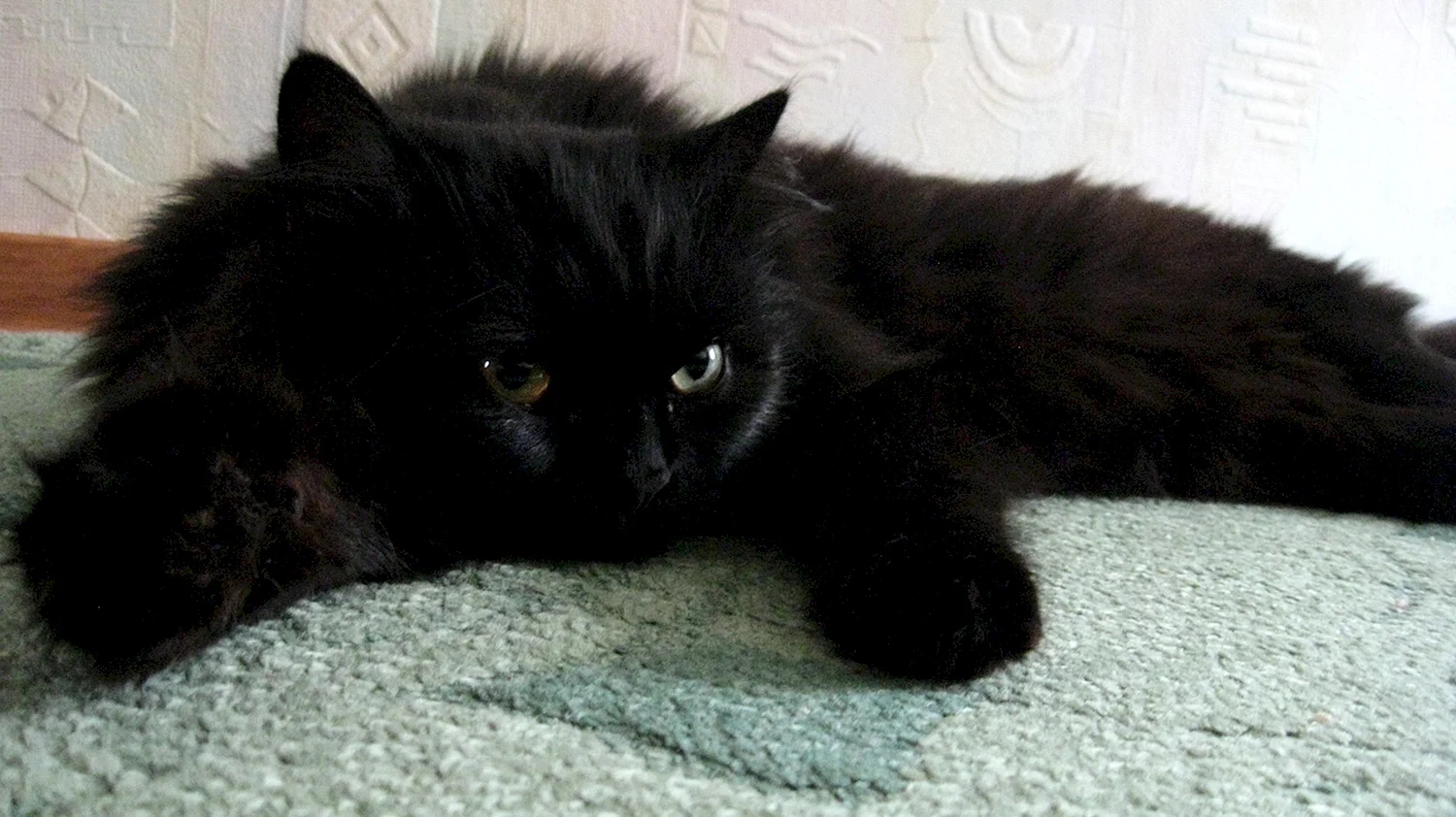 Черный пушистый Сибирский кот