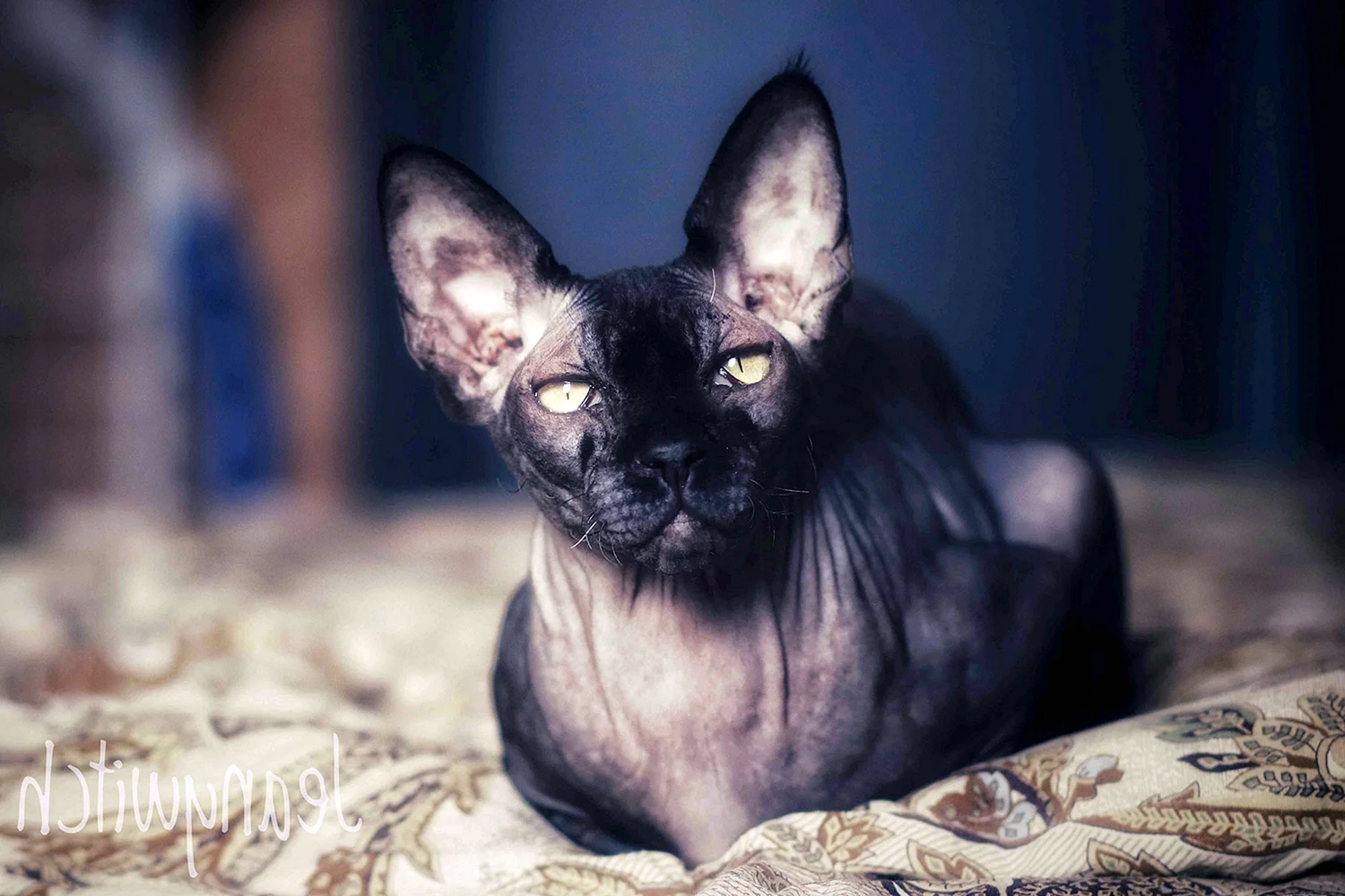Чёрный сфинкс кошка