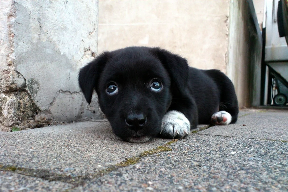 Черный щенок