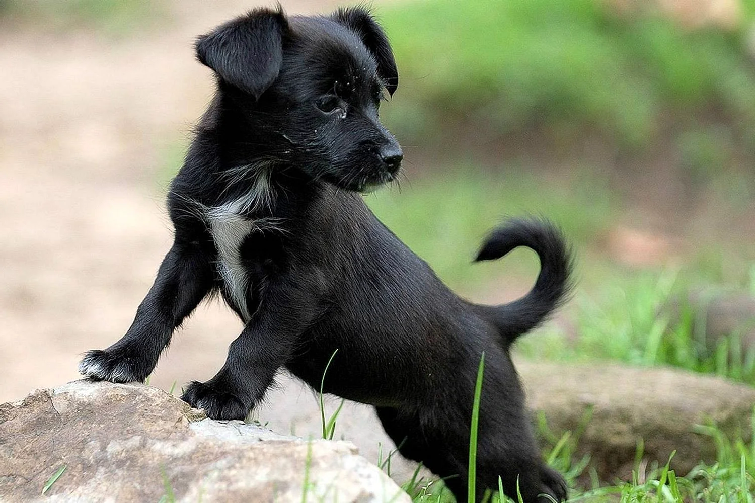 Черный щенок дворняжки