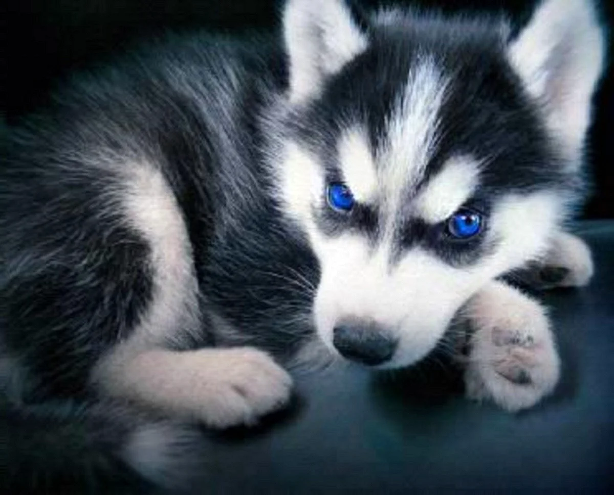 Черный щенок хаски с голубыми глазами