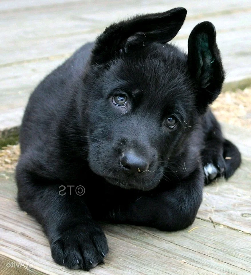 Чёрный щенок немецкой овчарки 1,5 месяца
