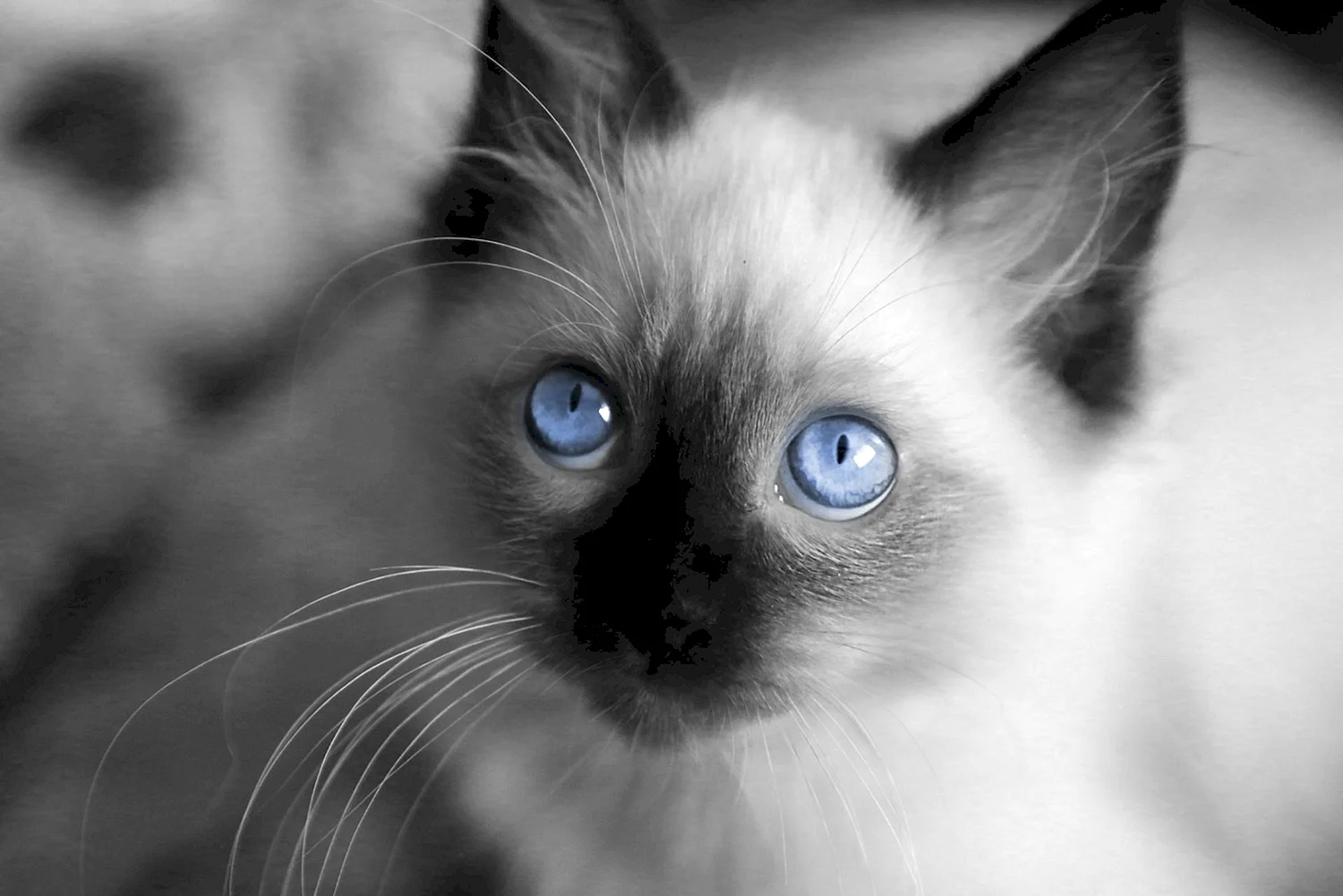 Черный сиамский кот с голубыми глазами
