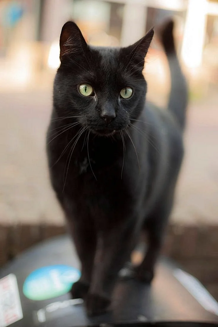 Черный сиамский кот