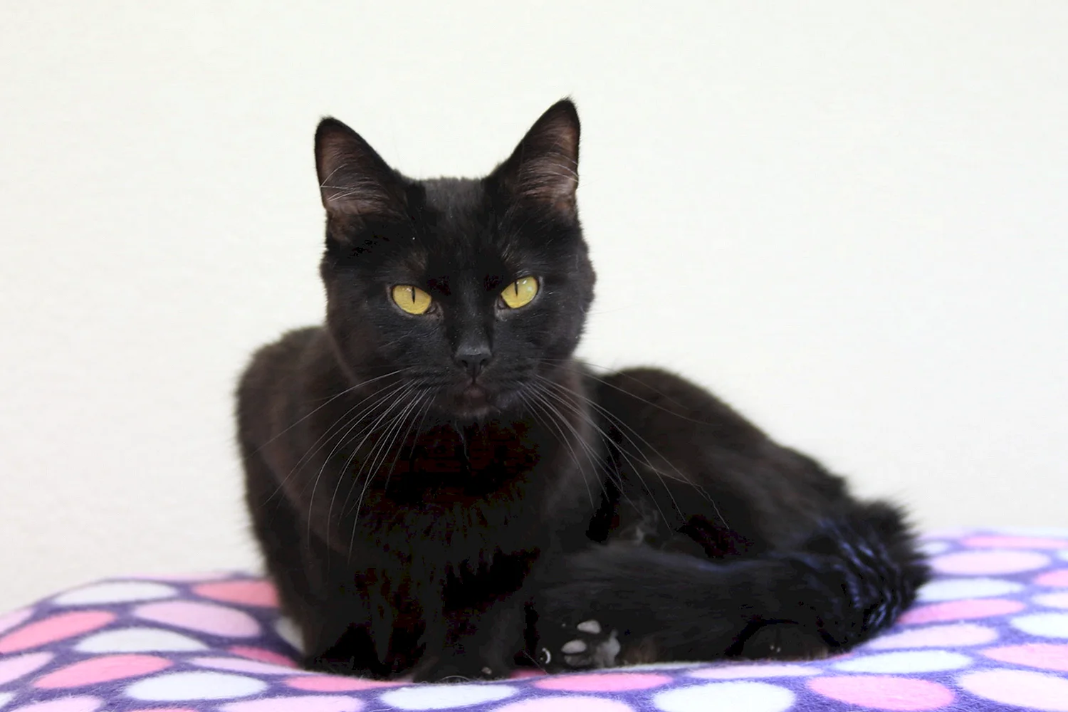 Черный сиамский котенок