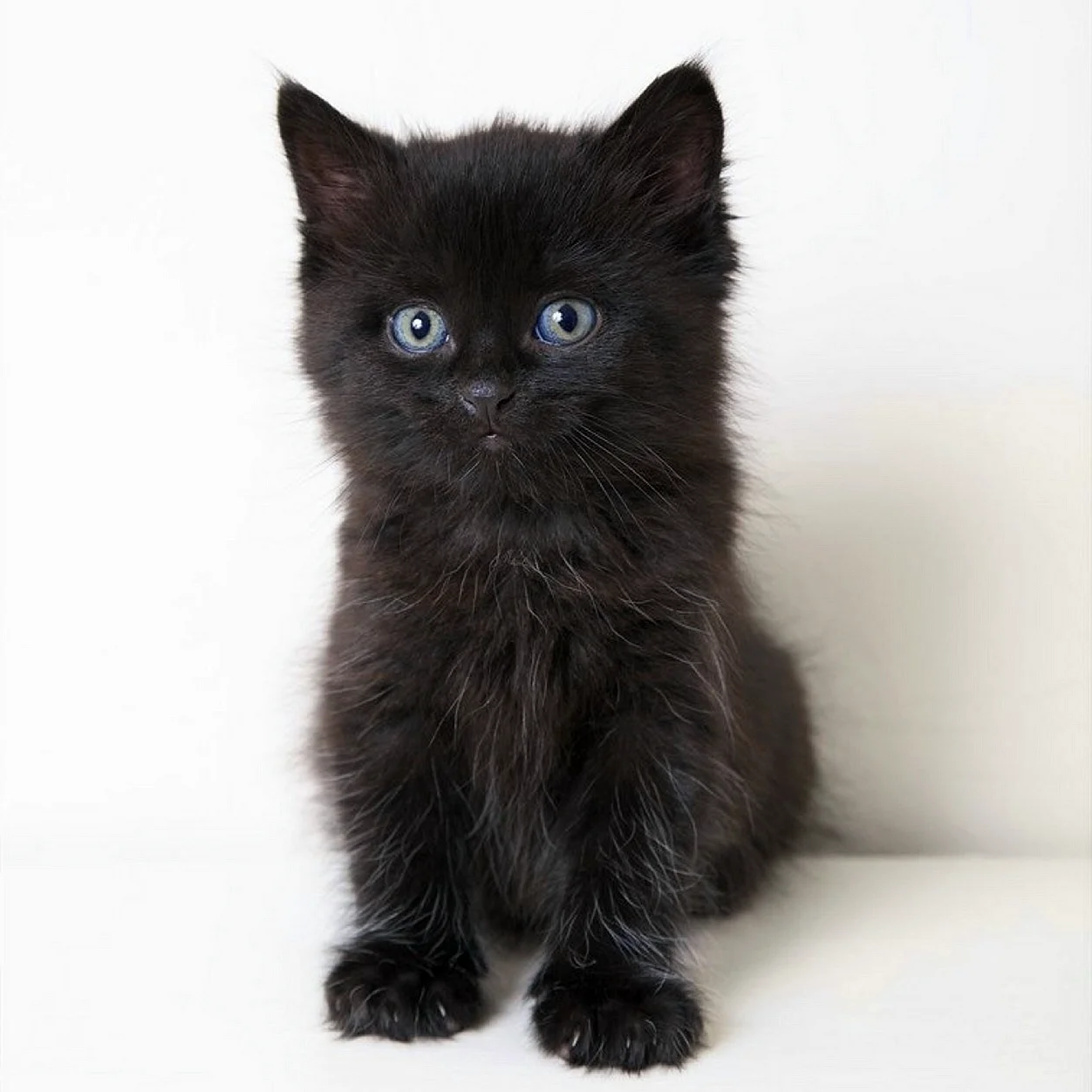 Черный Сибирский котенок