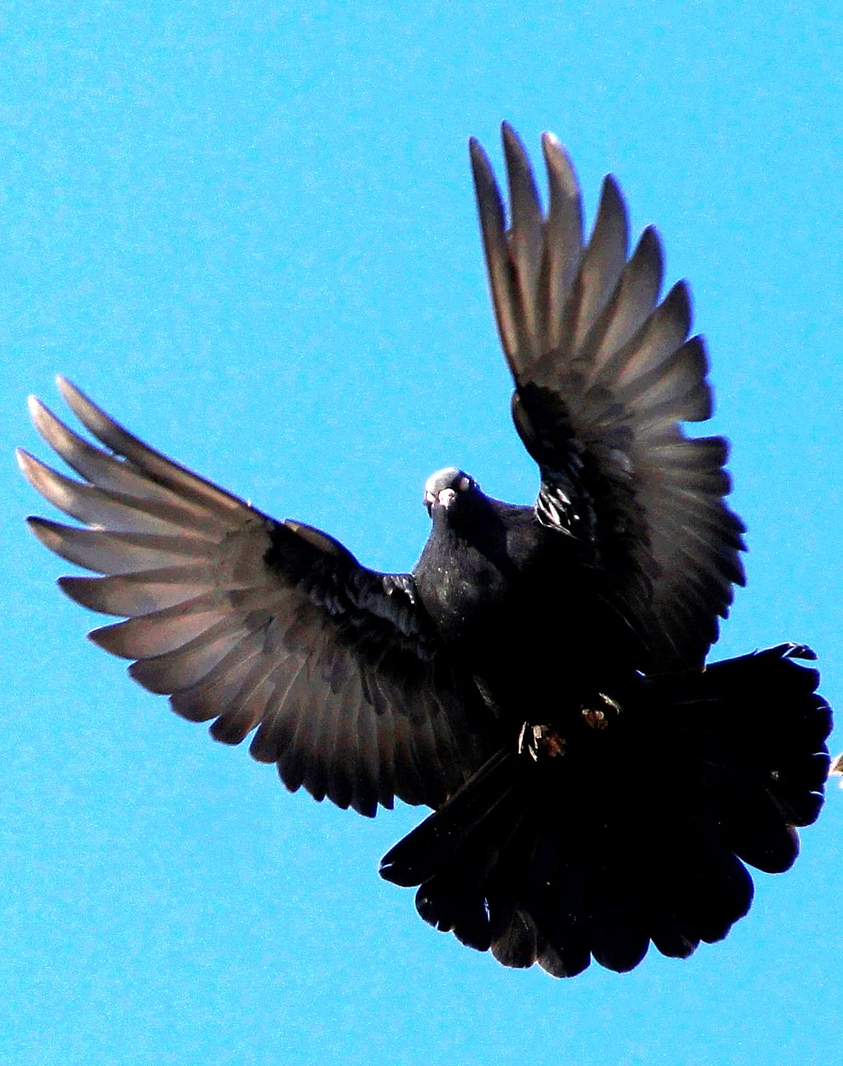 Черный Турман голубь